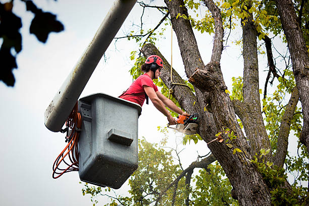 Rosamond, CA Tree Service Company